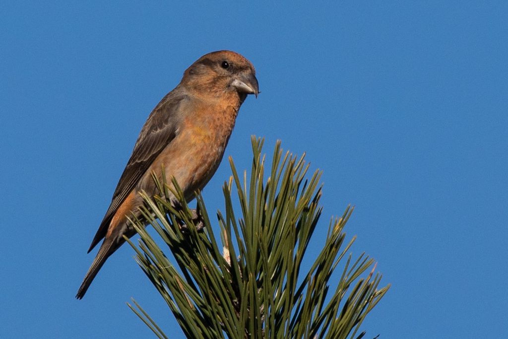 Crocieri in Appennino